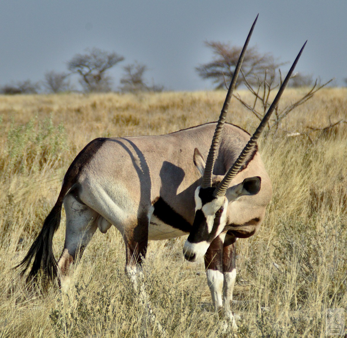 L'Oryx